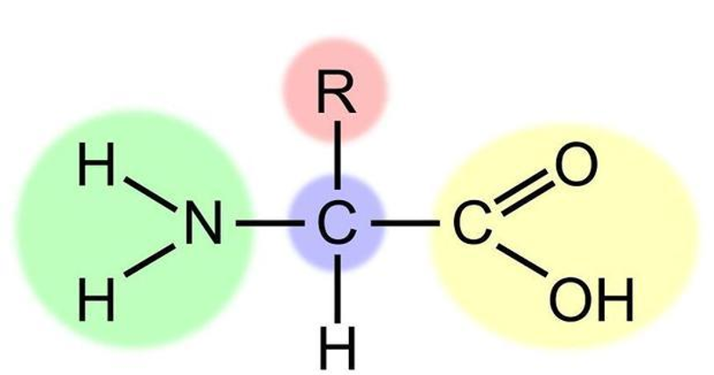 图1：氨基酸的结构通式