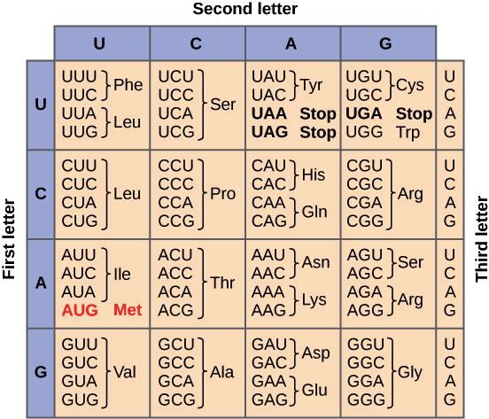 图1：遗传密码子，OpenStax College