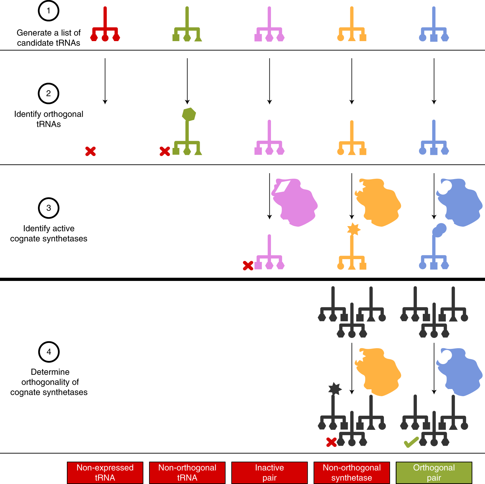 图2：筛选正交aaRS–tRNA